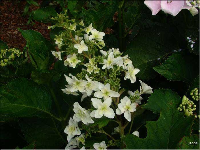 Hydrangea-Quercifolia-Snow-