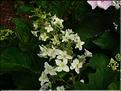 Hydrangea-Quercifolia-Snow-