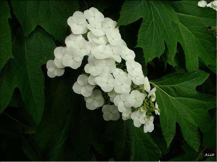 Hydrangea-Quercifolia