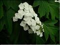 Hydrangea-Quercifolia