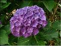 Hydrangea-Schone-Bautznerin