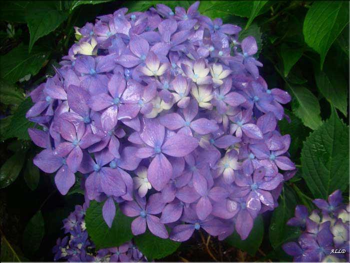 Hydrangea-Tovelit