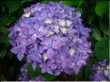 Hydrangea-Tovelit