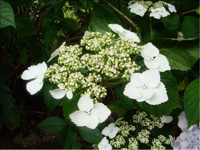 Hydrangea-White-Wave