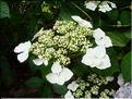 Hydrangea-White-Wave