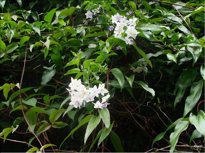 Solanum-jasminoide