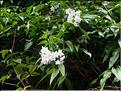 Solanum-jasminoide