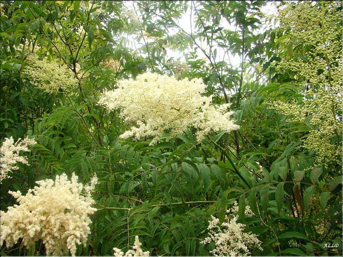 Sorbaria