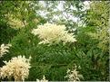 Sorbaria