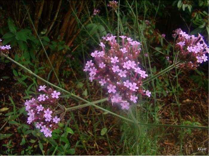 Verveine-Bonariensis