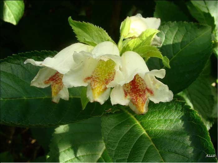 Weigelia-Middendorfiana-(2)