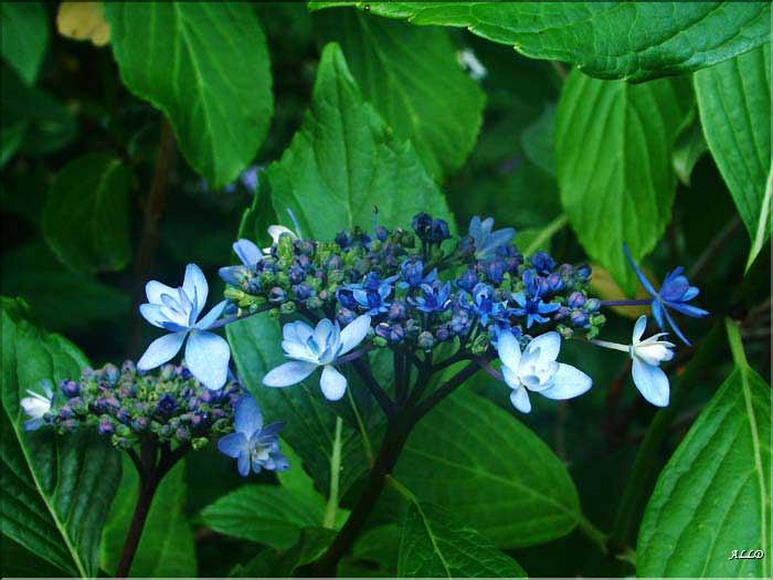 Hydrangea-Izu-No-Ana
